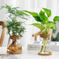 Transparent Simple Creative Hydroponic Plant Glass Vases