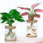 Mini Transparent Imitation Glass Hydroponic Flower Pot / Home Vase Decor Plant Pots