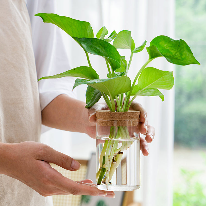 Transparent Simple Creative Hydroponic Plant Glass Vases