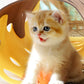 Cat Tunnel Cat Toy Felt Pom Splicing Deformable Kitten Nest Collapsible Tube House Tunnel Interactive Pet Toy Cat Accessory