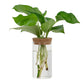 Transparent Simple Creative Hydroponic Plant Glass Vases