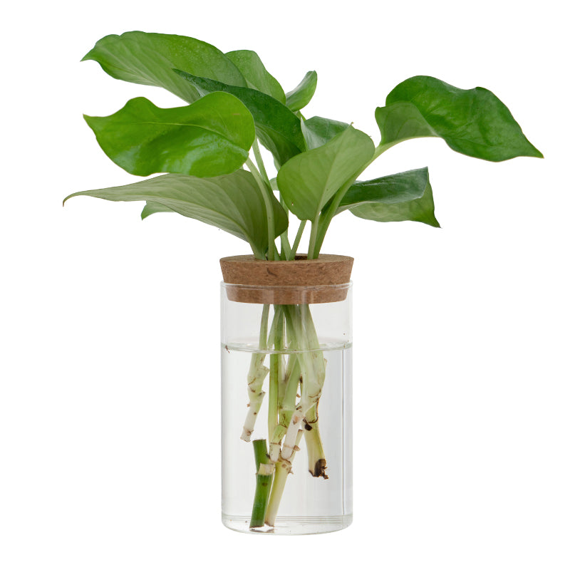 Transparent Simple Creative Hydroponic Plant Glass Vases