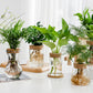 Transparent Simple Creative Hydroponic Plant Glass Vases