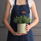 Nordic Industrial Style Colorful Ceramic Flowerpot, Succulent, Planter Cylindrical Shape With Optional Hole Tray
